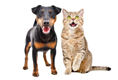 Cins şirin köpek Jagdterrier ve kedi İskoç birlikte beyaz arka planda izole edilmiş.