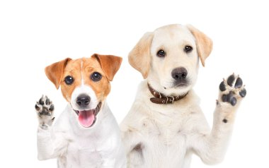 Komik Jack Russell Terrier ve Labrador yavruları patilerini sallıyorlar beyaz arka planda izole bir şekilde.