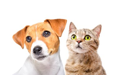 Meraklı Jack Russell Terrier ve İskoç Heteroseksüel kedi portresi beyaz arka planda izole edilmiş.
