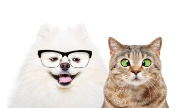 Gözlük takan komik bir Pomeranian Spitz portresi ve beyaz arka planda sınıflandırılmış şaşı bir İskoç heteroseksüel.
