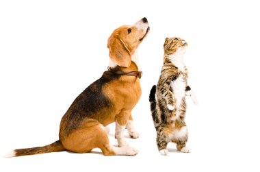 Meraklı av köpeği ve İskoç kedisi beyaz arka planda izole bir şekilde arka ayakları üzerinde duruyorlar.