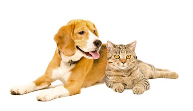 Sevimli av köpeği ve İskoç heteroseksüel kedisi beyaz arka planda izole bir şekilde uzanıyorlar.