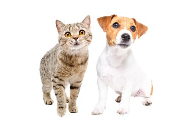 Meraklı kedi İskoç Düz ve Jack Russell Terrier köpeği birlikte beyaz bir arka planda izole edilmiş.