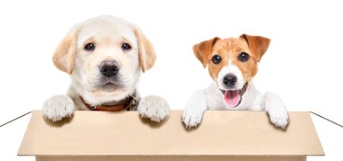 Şirin Labrador köpeği ve Jack Russell Terrier köpeği beyaz arka planda karton kutuda birlikte oturuyorlar.