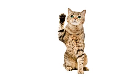 Sevimli İskoç Heteroseksüel kedisi beyaz arka planda izole edilmiş kaldırılmış pençesiyle oturuyor.