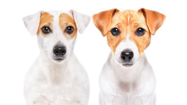 İki Jack Russell Terrier köpeğinin portresi, yakın plan, beyaz arka planda izole edilmiş.