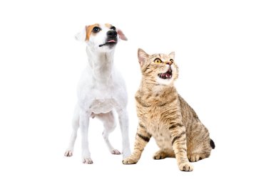 Yalayan köpek Jack Russell Terrier ve miyavlayan kedi İskoç doğrudan beyaz arka planda izole edilmiş.