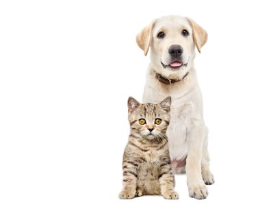 Sevimli labrador yavrusu ve yavru İskoç düz beyaz arka planda izole bir şekilde oturuyor.