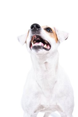 Komik köpek Jack Russell Terrier 'in portresi. Beyaz arka planda izole edilmiş, yakından bakıyor.
