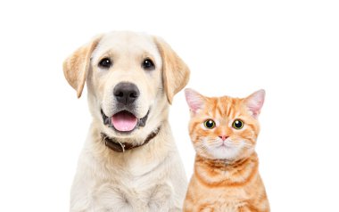 Labrador köpek ve İskoç heteroseksüel kedi portresi beyaz arka planda izole edilmiş.