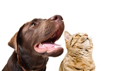 Meraklı bir Labrador ve bir kedinin portresi İskoç Düz, yakın plan, yan manzara, beyaz arka plan izole