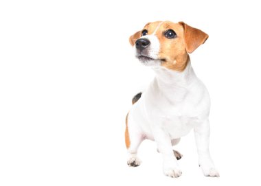 Tuhaf, meraklı Jack Russell Terrier köpeği beyaz arka planda tek başına dikiliyor.