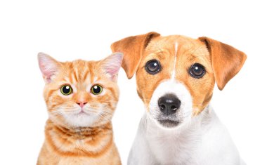 Sevgili Jack Russell Terrier yavrusu ve yavru bir İskoç 'un portresi.