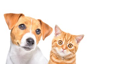 Güzel Jack Russell Terrier yavrusu ve yavru bir İskoç 'un portresi. Beyaz bir arka planda izole edilmiş, düz, yakın plan.