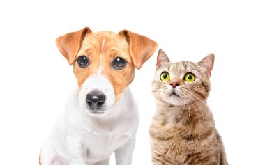 Beyaz arka planda izole edilmiş sevimli İskoç kedisi ve sevimli Jack Russell Terrier 'ın portresi.