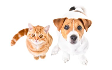 Sevimli Jack Russell Terrier yavrusu ve yavru kedicik İskoç düz oturuyorlar, üst manzara, beyaz arka planda izole edilmiş