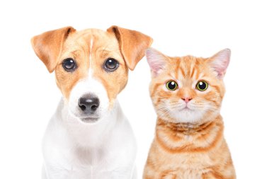 Sevimli bir Jack Russell Terrier köpeği ve kırmızı bir kedi yavrusu İskoç Düz, yakın plan, beyaz arka planda izole edilmiş