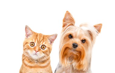 Sevimli İskoç Heteroseksüel kedi ve Yorkshire Teriyeri portresi, yakın plan, beyaz arka planda izole edilmiş.