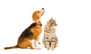 Sevimli av köpeği ve kedi İskoç düz oturuyorlar, yan manzara, beyaz arka planda izole edilmiş.