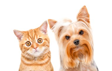 Kırmızı İskoç Heteroseksüel kedi ve şirin Yorkshire Teriyeri portresi, yakın plan, beyaz arka planda izole edilmiş.