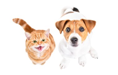 Sevimli miyavlayan İskoç Heteroseksüel kedi yavrusu ve Jack Russell Terrier köpek yavrusu yan yana oturuyor, üst manzara, beyaz arka planda izole edilmiş.