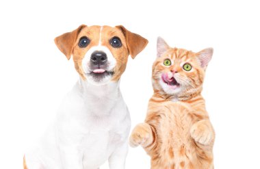 Komik Jack Russell Terrier köpeği ve İskoç Heteroseksüel kedi yavrusu beyaz bir arka planda yalıtılmışlar.