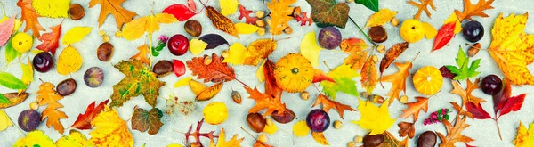 Gevallen Kleurrijke Herfstbladeren Herbarium Herfst Geel Rood Blad Lange Spandoek — Stockfoto