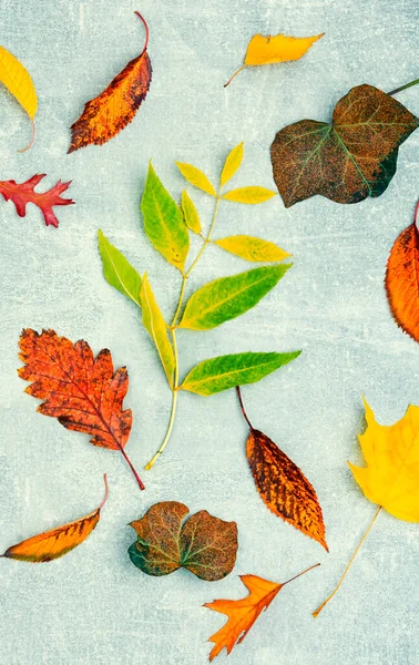 Цветные Осенние Листья Гербарий Осенние Желтые Красные Листья — стоковое фото