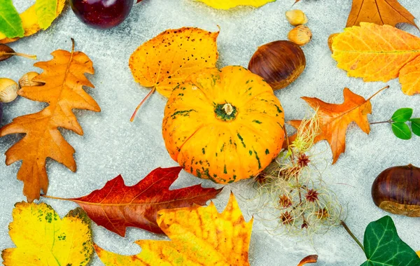 Fallen Autumn Leaves Pumpkin Herbarium Fall — Stock Photo, Image