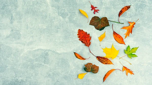 秋の葉 ハーバリウム 秋の黄色と赤の葉 テキストのスペース — ストック写真