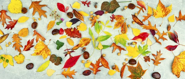 Gefallene Bunte Herbstblätter Herbarium Set Aus Gelben Orangen Und Roten — Stockfoto