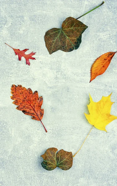 秋の葉 ハーバリウム カラフルな秋 テキストのスペース — ストック写真