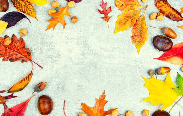 Падшие Осенние Листья Гербарий Цветные Осенние Листья Копирование Пространства — стоковое фото