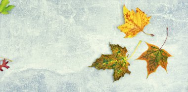 Düşen sonbahar yaprakları, bitkiler. Renkli sonbahar yaprakları. Boşluğu kopyala