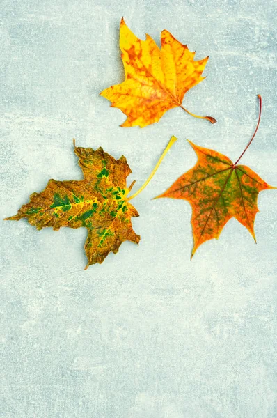 Fallendes Herbstlaub Herbarium Herbstgelbe Und Rote Blätter Kopierraum — Stockfoto