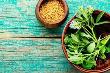 Uncooked fenugreek with green leaves, alternative medicine. Medicinal herb. Copy space