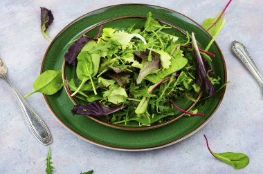 Yeşil taze salata, roka, ıspanak, mor marul ve pazı. Taze bahar salatası.