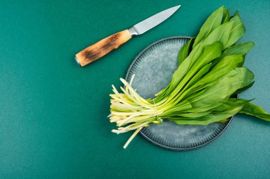 Ramson ya da masada yabani sarımsak. Et, balık ve sebze yemekleri için baharat olarak yabani sarımsak. Boşluğu kopyala