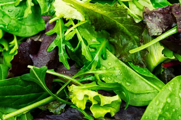 Een Set Verse Saladebladeren Het Bord Veganistisch Eten Voedselachtergrond — Stockfoto