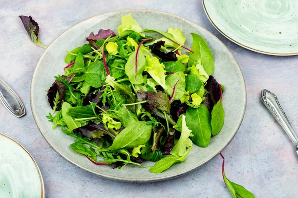 Green Fresh Salad Arugula Spinach Purple Lettuce Chard Fresh Spring — Stockfoto