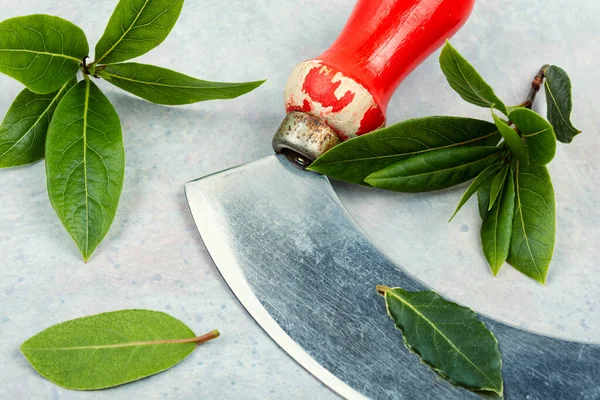 Taze Defne Yaprakları Masada Bıçakla Çiğ Defne Yaprakları — Stok fotoğraf