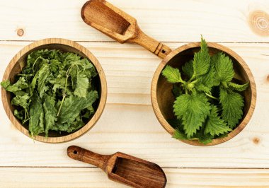 Çiğ ve kurutulmuş ısırgan otu yaprakları ve tahta kaşık. İlaç fabrikası. Bitkisel ilaçlar.