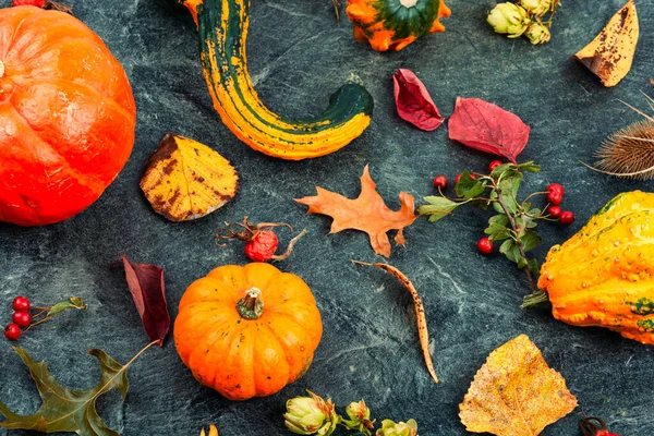 Herbstkürbisse Und Schöne Herbstblätter Herbsterntekonzept — Stockfoto