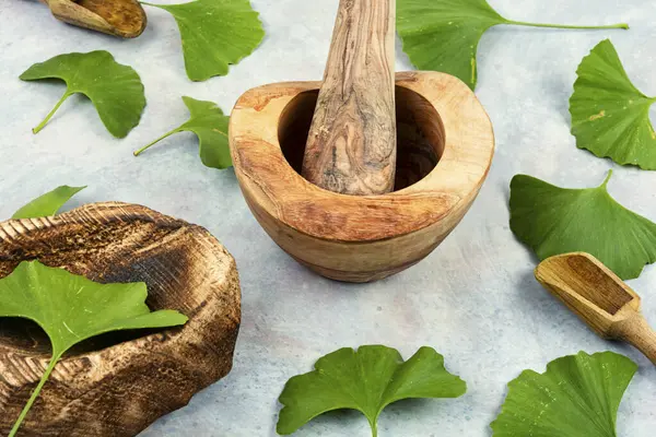 Fresh Green Leaves Ginkgo Biloba Leaves Mortar Traditional Chinese Medicine — Stock Photo, Image