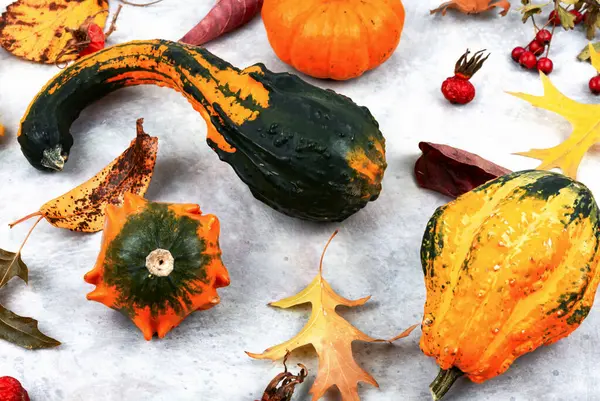装飾的な秋のカボチャと美しい秋の葉 ライトブルーの背景に装飾的なカボチャ — ストック写真