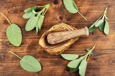 Köy arka planında taze yeşil adaçayı yaprakları. Naturopati, alternatif tıp ve bitki bilimi..