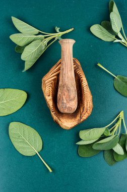 Taze adaçayı, Salvia memurları ve tokmaklı havan topu. Tıbbi bitkiler..