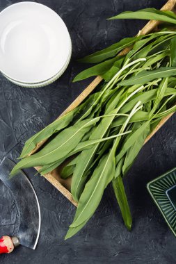Ramps, yeşil yaban pırasaları. Taze Ramson yaprakları.