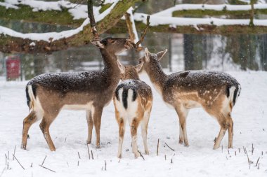 Fallow deer standing under a snow-covered tree in the local park during a snowstorm in the wintertime in Dordrecht in Holland, The Netherlands.