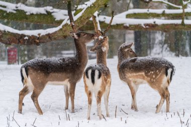 Fallow deer standing under a snow-covered tree in the local park during a snowstorm in the wintertime in Dordrecht in Holland, The Netherlands.